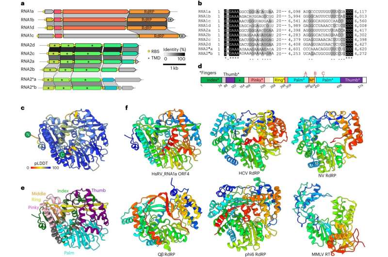 Discovery of a third RNA virus lineage in extreme environments