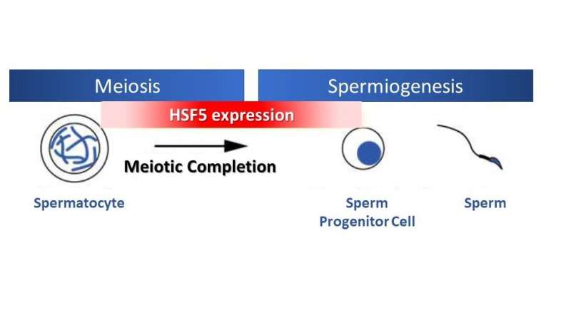 Discovery of an atypical heat shock factor, HSF5, involved in meiotic mechanisms: Implications for male infertility