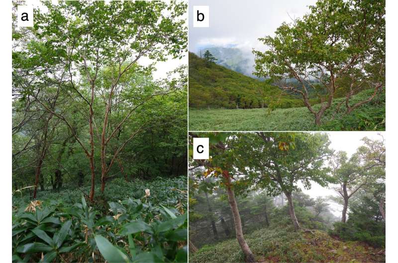 Discovery of ancestral diploid lineage of Betula ermanii in Japan's high mountains