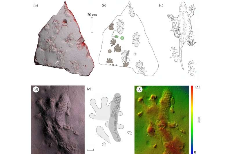 Discovery of ancient rock impression suggests ability to form cornified skin goes back to early evolution of tetrapods