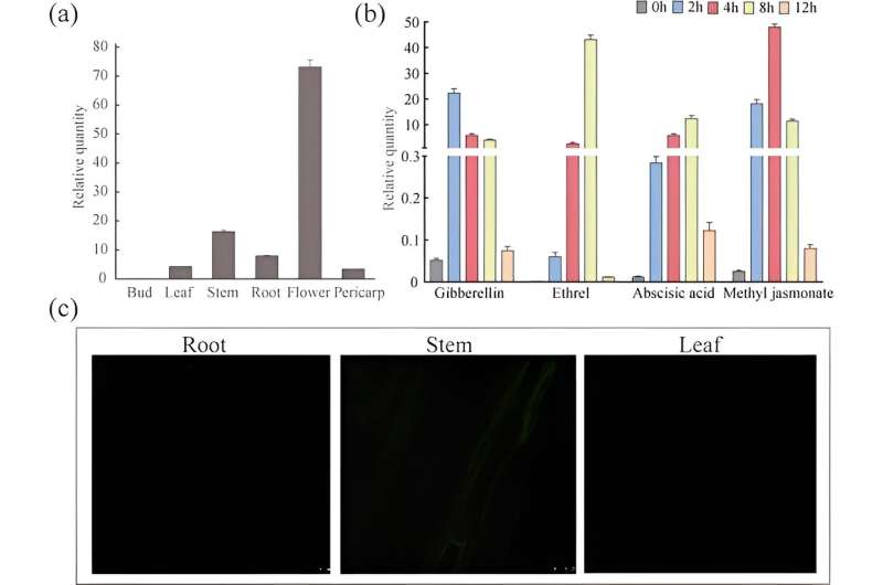 Discovery of CsS40 transcription factor's role in tea plant physiology and aging