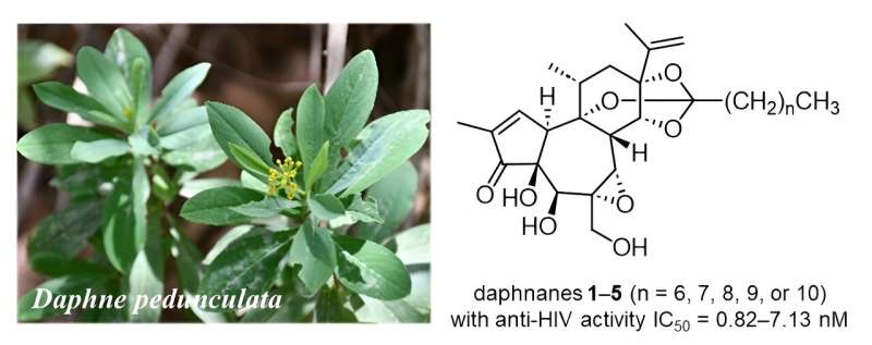 Discovery of daphnane diterpenoids with odd-numbered aliphatic side chains in Daphne pedunculata