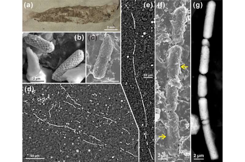 Discovery of the microfossil Qingjiangonema from the 518-million-year-old Qingjiang biota sheds light on the adaptive evolution of sulfate-reducing bacteria in response to oxygenation in Earth's history