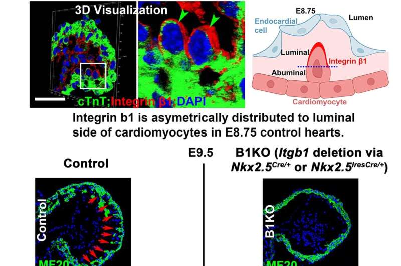 Discovery unveils key to heart development in womb, unravels cause of spongy heart disease