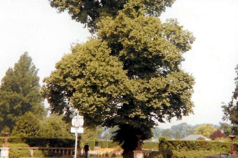 Disease has killed most of the UK's elm trees since the 1960s—but there are signs they may be making a comeback