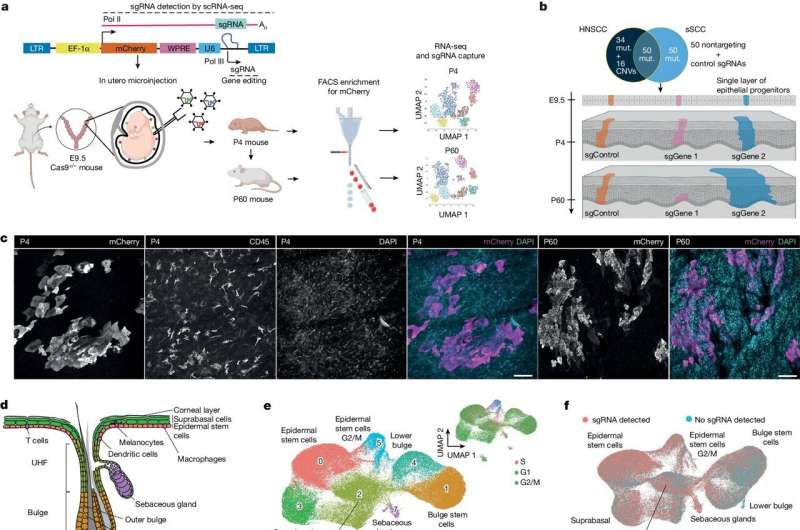 Distinct signaling pathway is key driver for epithelial cancer development