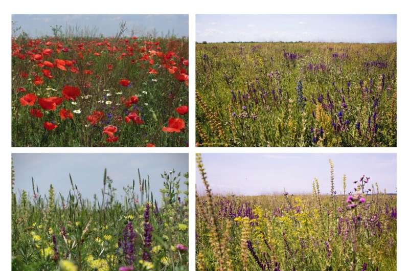Diverse native wildflower plantings for pollinators in farmlands