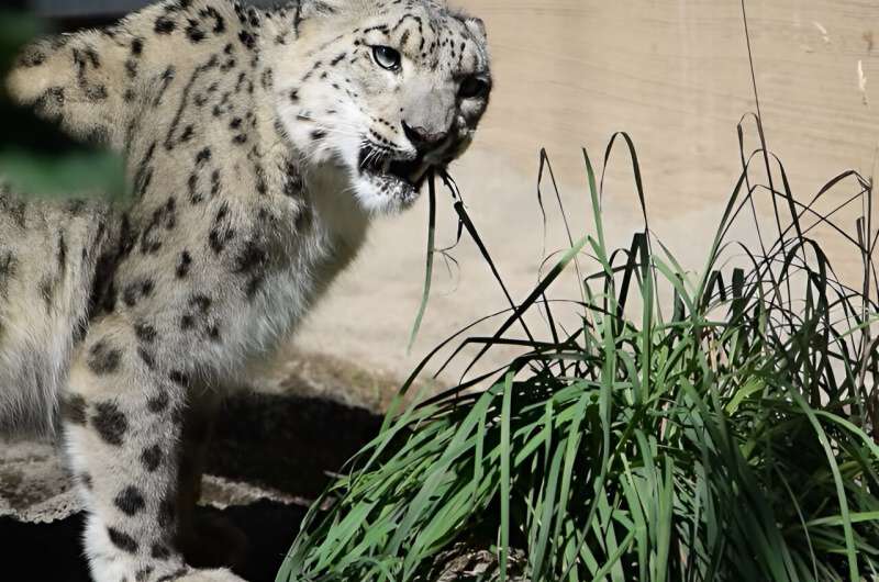 DNA in the feces of snow leopards shows alpine cats eat plants