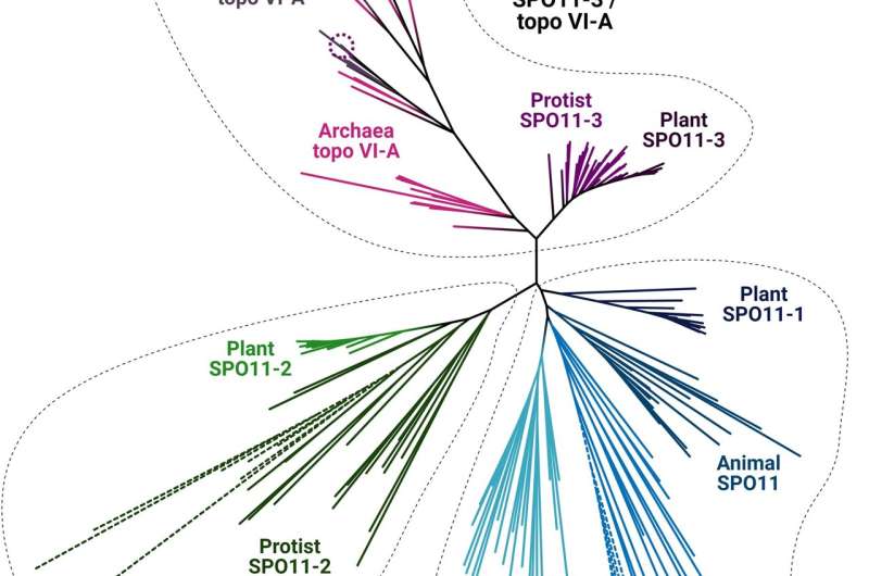 DNA Topoisomerase insights hold potential for drug discovery and plant protection