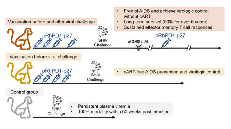 DNA疫苗接种可以在艾滋病猴子模型中诱导持续的病毒特异性CD8 + T细胞免疫