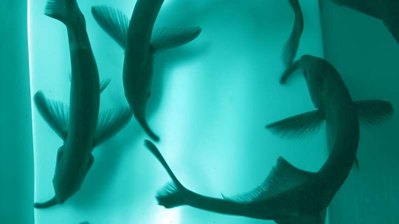 Do some electric fish sense the world through comrades' auras?