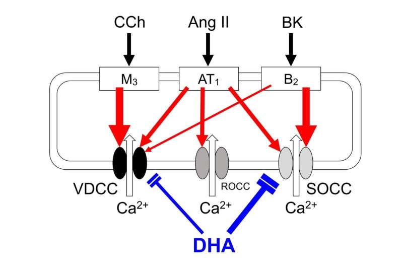 Docosahexaenoic acid (DHA) suppresses gastric fundus smooth muscle contractions by inhibiting the Orai1 channel