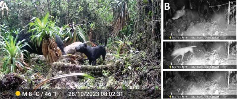 Dog attacks on mountain tapirs highlight a growing threat to endangered wildlife