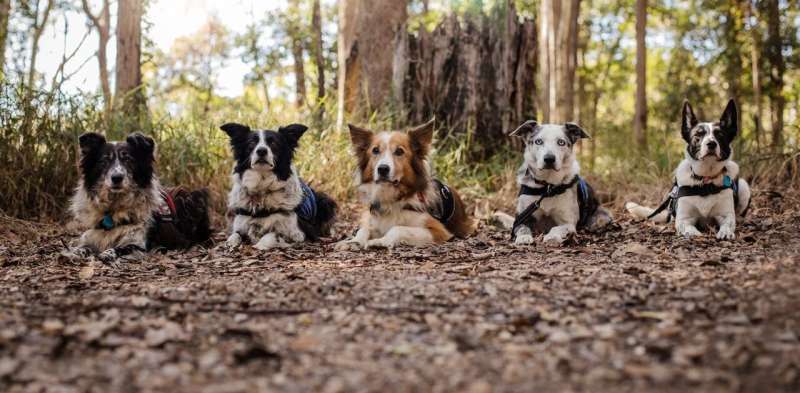 Dogs are incredible—if unlikely—allies in conservation