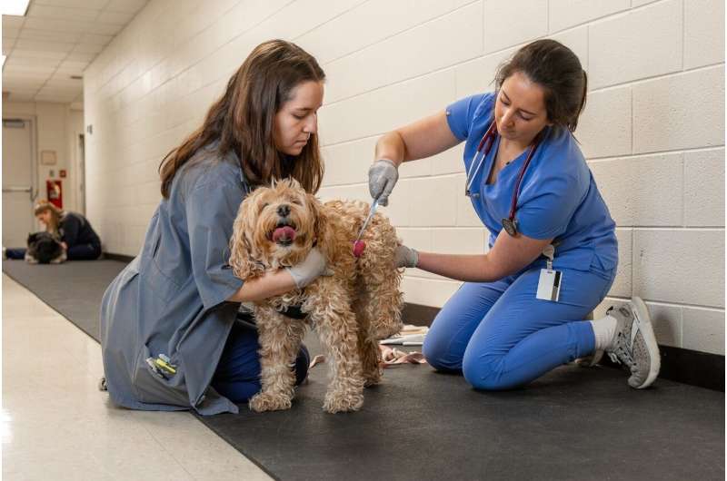 Dogs play a key role in veterinary college's brain cancer trial