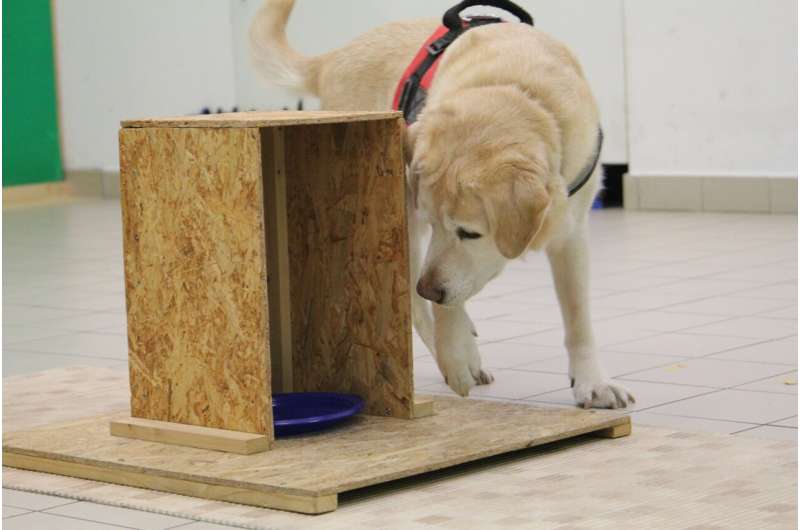 Dogs provide new insights into aging and cognition