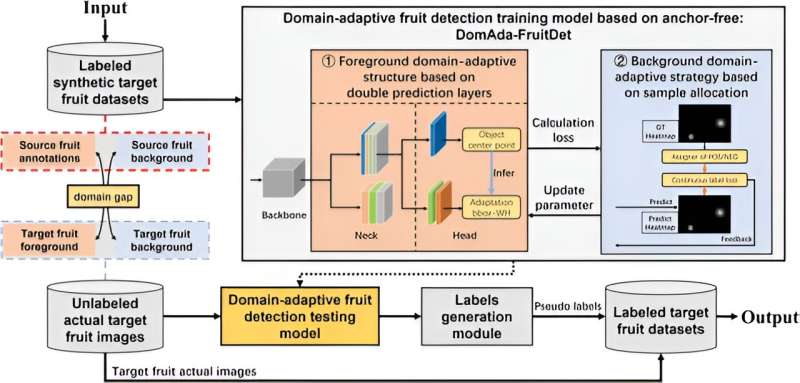 DomAda-FruitDet: Domain-adaptive anchor-free fruit detection model for auto labeling