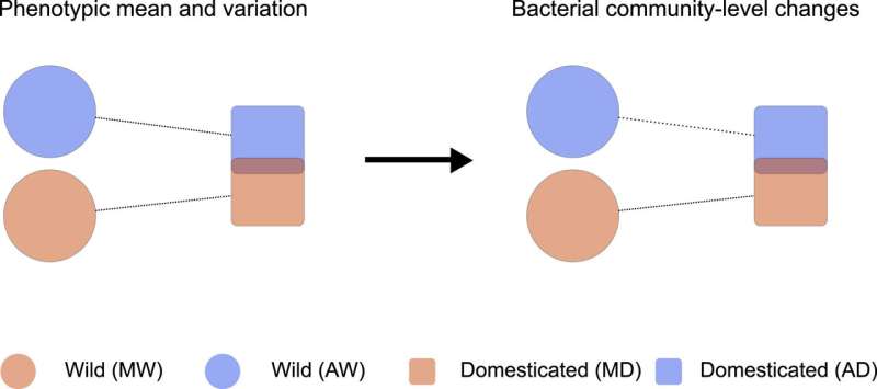La domesticación de plantas afecta su microbioma, según un estudio