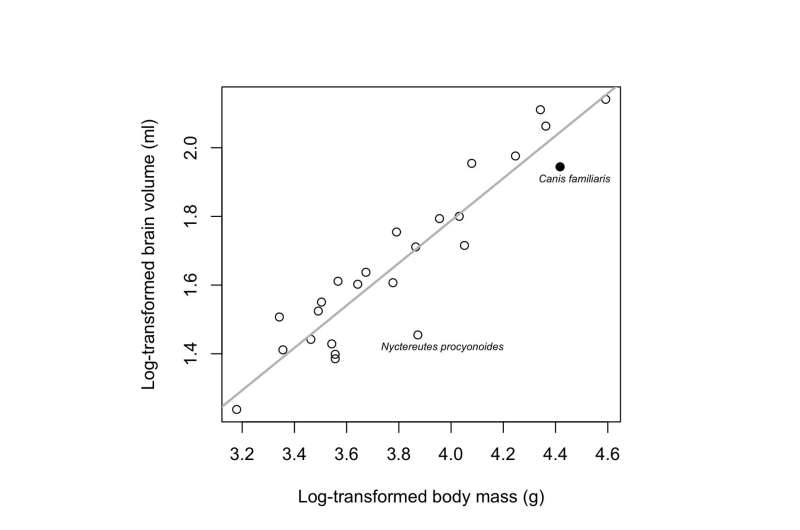 Domestication causes smaller brian size in dogs than in the wolf, but such an evolutionary change is not unusual in wild animals