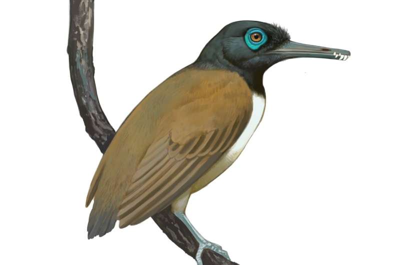 Don't judge a fossil by its teeth: despite its toothy beak, this ancient bird ate fruit, not fish