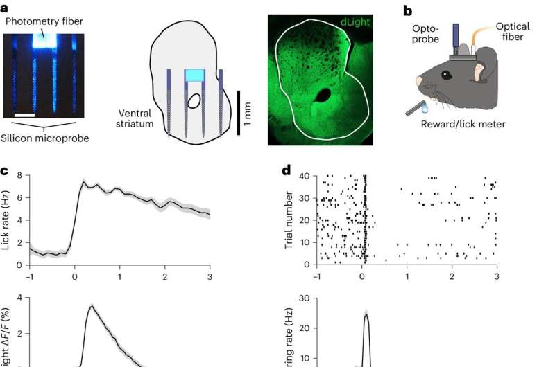 Dopamine physiology in the brain unveiled through cutting-edge brain engineering