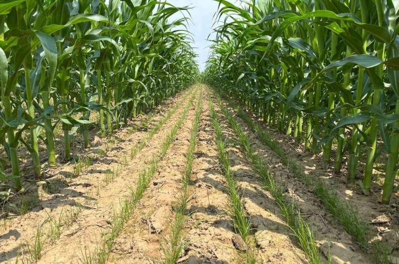 Drill-interseeded cover crops in V3 corn reap benefits
