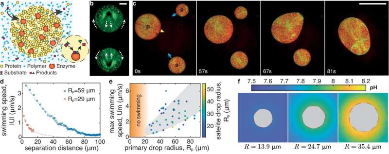 Droplets swim to dissolution, could inspire fluid microbots