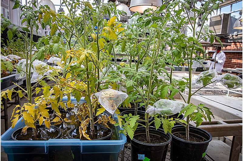 Drowning tomatoes for science