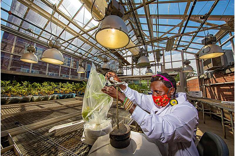 Drowning tomatoes for science