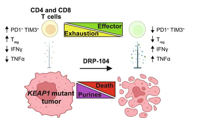 Drug shows promise for starving out cancer cells