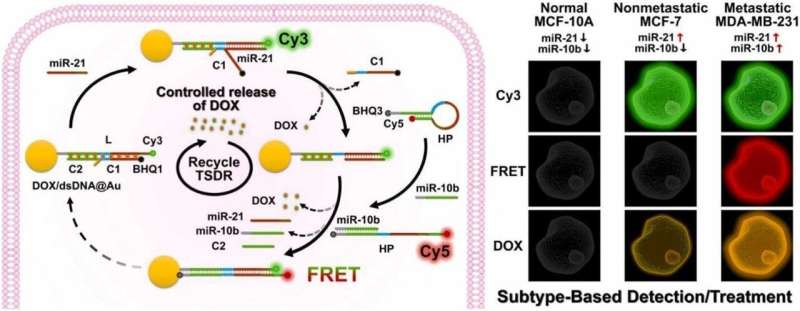 Dual-miRNA triggered DNA nanomachine for breast cancer subtype detection and treatment