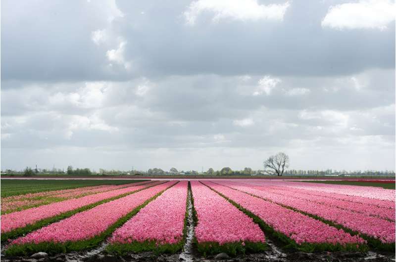 El cultivo de tulipanes holandeses está amenazado por el cambio climático