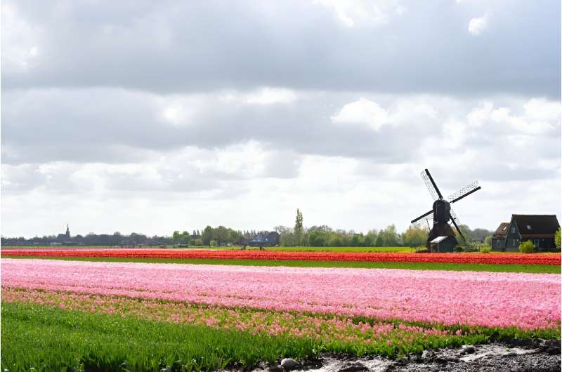 Los productores de tulipanes holandeses están preocupados por el Brexit