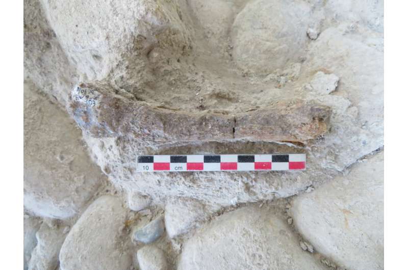 Earliest evidence of cave lions in southern Europe