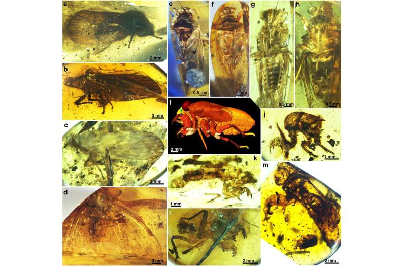 Early evolution of cicadas revealed by analyses of new fossils
