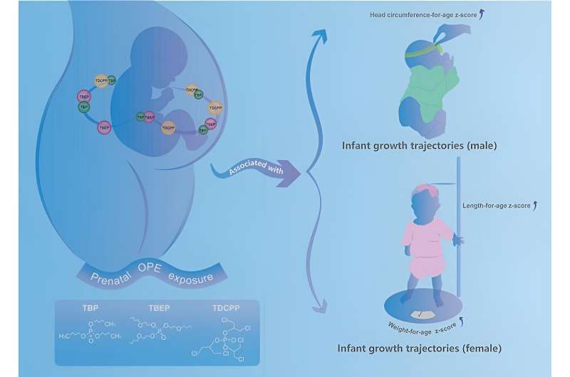 Early growth spurt: How prenatal chemical exposure shapes child development