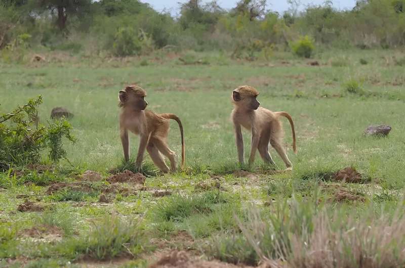 Early life adversity leaves long-term signatures in baboon DNA