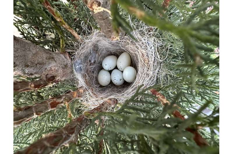 Early spring, earlier nesting birds