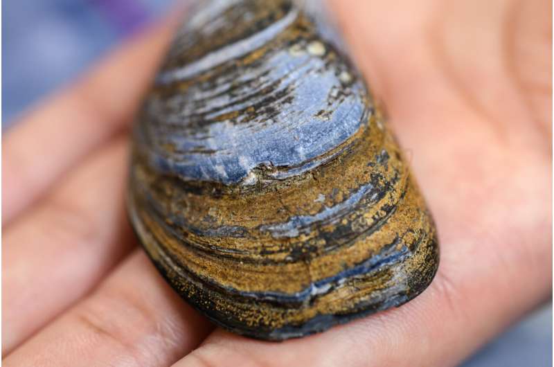 East coast mussel shells are becoming more porous in warming waters