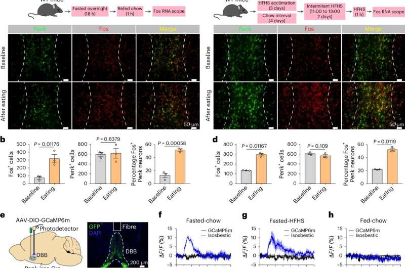 Eating for necessity or pleasure? There is a brain circuit for that