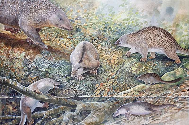 Echidnapus identified from an 'Age of Monotremes'