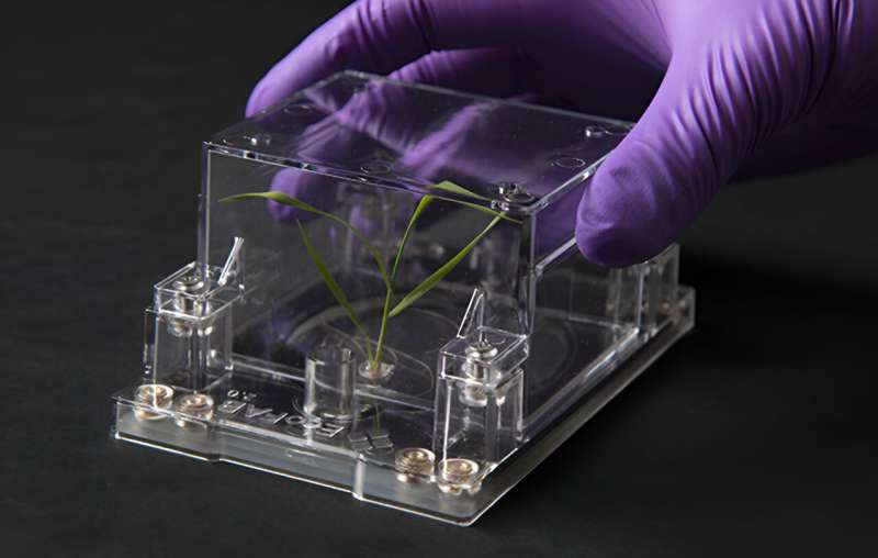 EcoFABs could lead to better bioenergy crops