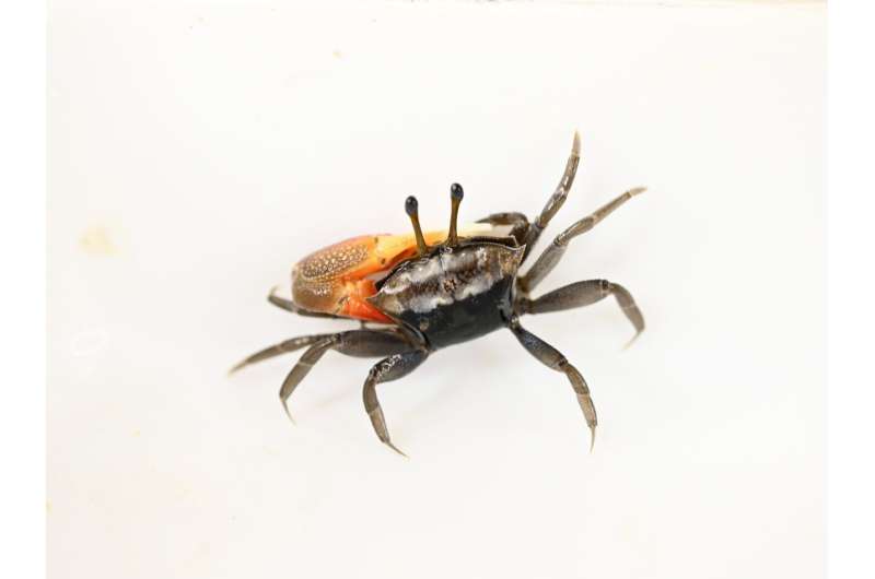 Ecologists discover rare fiddler crab species on Hong Kong coast