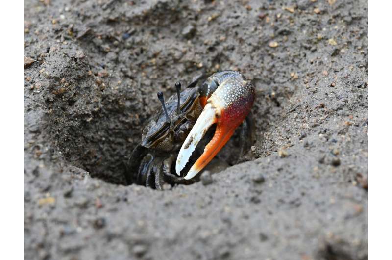 Ecologists discover rare fiddler crab species on Hong Kong coast