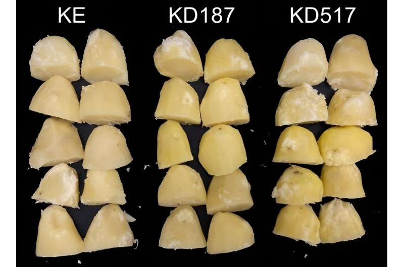 Editing for resilience: CRISPR/Cas9 boosts potato stress resistance