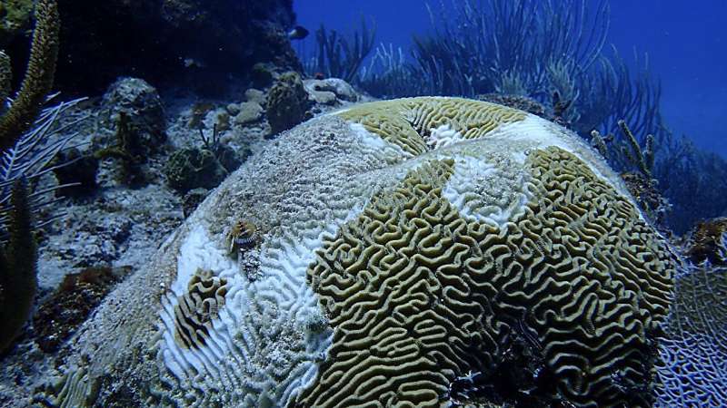eDNA methods provide insight into coral reef health in real time