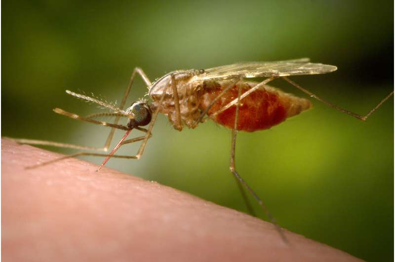 EEE, West Nile, malaria: Know the difference between these mosquito-borne diseases