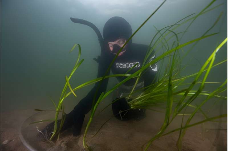 Eelgrass is being planted on the seabed of a Danish fjord to help restore its ecosystem