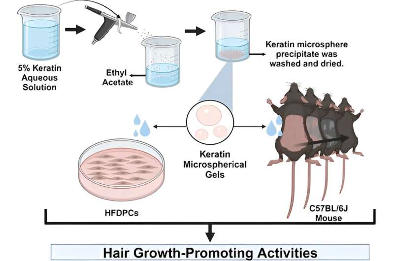 Effect of keratin microsphere gel on hair growth in mice