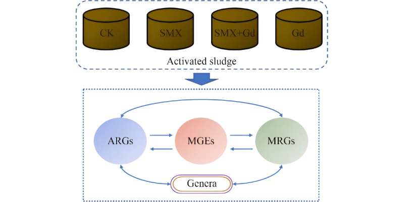 Effects of co-occurrence of gadolinium and sulfamethoxazole on the fate of antibiotic and heavy metal resistance genes in activated sludge systems